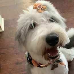 Bernedoodles, Goldendoodles, and Sheepadoodles from Paw City Doodles