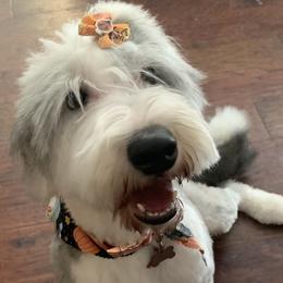 Bernedoodles, Goldendoodles, and Sheepadoodles from Paw City Doodles