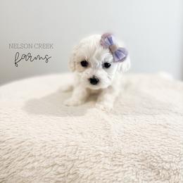 Maroon - Chloe Sullivan - White female Maltipoo puppy in Huntsville, Texas from Nelson Creek Farms