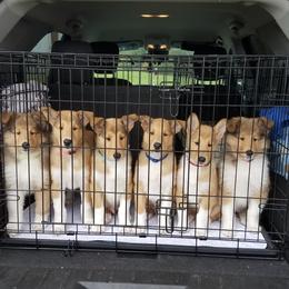 Collie Puppies from Whisper Collies