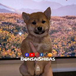 AIRO - Red male Shiba Inu puppy in Minnesota from BonsaiShibas