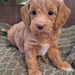 Goldendoodle Puppies from Abidoodles Florida