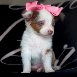 Grace - Red merle female Miniature Australian Shepherd puppy in Guthrie, Oklahoma from Raised Right Pups