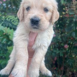 Red collar - Golden female Golden Retriever puppy in Jesup, Georgia from Painted Platinum Retrievers (Painted Platinum Kennel) PPK