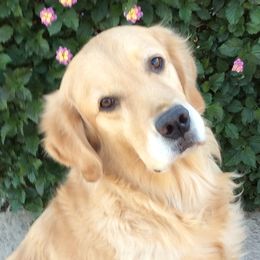 Spirit  - Golden Retriever