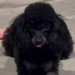 Tanya - Poodle