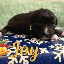 Joy - Black tri female Miniature Australian Shepherd puppy in Millington, Tennessee from Goading Glee Glade