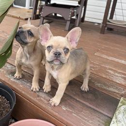 Princess - Cream female French Bulldog puppy in Hopkins, Missouri from Mowry Creek Mini Aussiedoodles and More