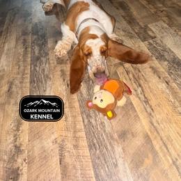 Fiona - Basset Hound