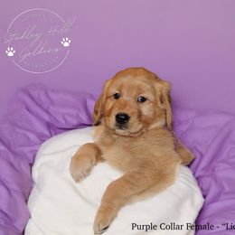 Golden Retriever Puppies from Studley Hill Goldens, LLC.
