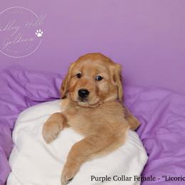 Golden Retriever Puppies from Studley Hill Goldens, LLC.