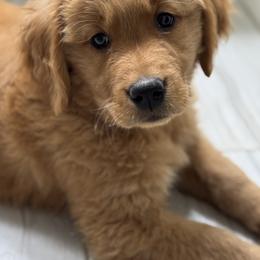 Golden Retriever Puppies from Poppy's Garden Golden Retrievers