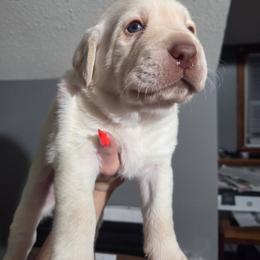 Labrador Retriever Puppies from C Eastons chocolate lab