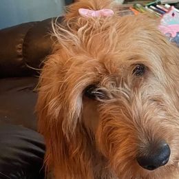 Goldendoodles from Toomeys Doodles