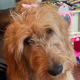 Goldendoodles from Toomeys Doodles