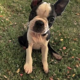 Magic - Black and white male Boston Terrier puppy in Belleville, Missouri from Belleville Bostons