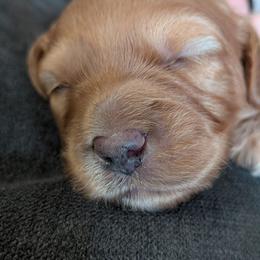 Joe - Apricot male Goldendoodle puppy in Tucson, Arizona from Ever After Doodles Arizona