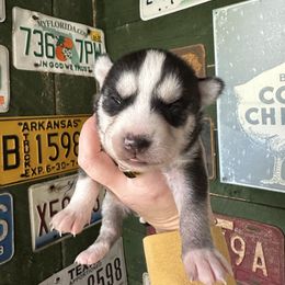 Berry - Black and white female Siberian Husky puppy in Burnsville, North Carolina from Peterson Puppies