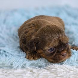 Caramelo caramel - Chocolate male Shih Tzu puppy in Hialeah, Florida from Shih Tzu Miami