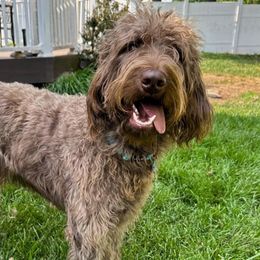 Brie - Labradoodle