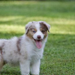 Australian Shepherd puppies from Scarlet Oak Aussies