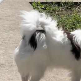 Chihuahuas from Reed’s Chihuahuas