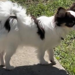 Chihuahuas from Reed’s Chihuahuas
