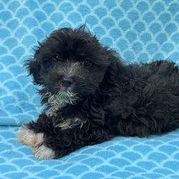 Shiloh - Black & white male Maltipoo puppy in Lancaster, Kentucky from Dream Paws Puppies, LLC