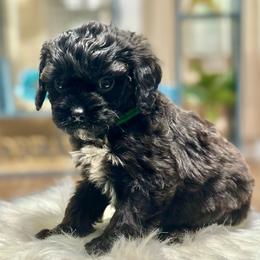 Brioche - Black male Cavapoo puppy in Palm Beach County, Florida from Benji’s Cockapoos