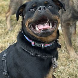 Bella - Black and mahogany female Rottweiler puppy in Denver, Colorado from Denver Rottweilers