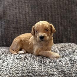 Girl 3 - female Goldendoodle puppy in Fayetteville, Arkansas from Mountain Grove Doodles