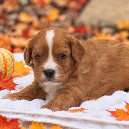 Scout - Red male Cavapoo puppy in Narvon, Pennsylvania from Stoltzfus Family Puppies (license number 18844)