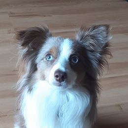 Ramsey - Toy Australian Shepherd