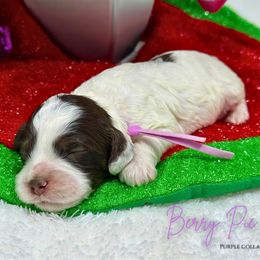 Berry Pie - Brown white and tan female Cockapoo puppy in Oologah, Oklahoma from Timber Hills Poodles and Doodles