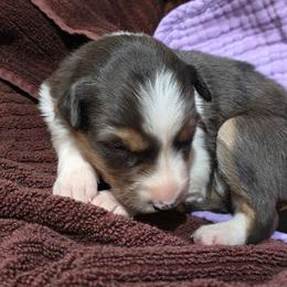Mesa - Blue merle female Border Collie puppy in Chino Valley, Arizona from Dog Pond Border Collies