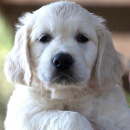 Girl 1 - Light golden female Golden Retriever puppy in Hayward, California from East Bay Golden Retrievers