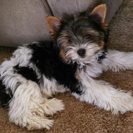 Biewer Terrier puppies from Biewer Terriers by Rimba