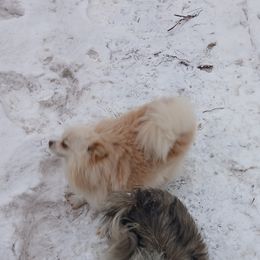 Mr - Pomeranian