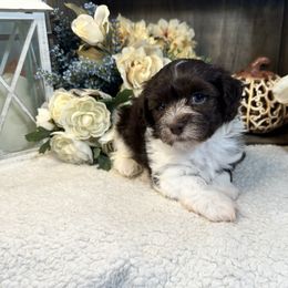 Havanese Puppies from Arabella Havanese