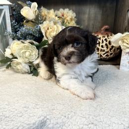 Havanese Puppies from Arabella Havanese