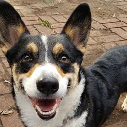 Pembroke Welsh Corgis from Peña Paddock