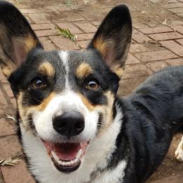 Pembroke Welsh Corgis from Peña Paddock