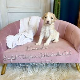 Lemon Lu English Teddybear - Parti female Goldendoodle puppy in Grove, Oklahoma from Guinn Family Farms