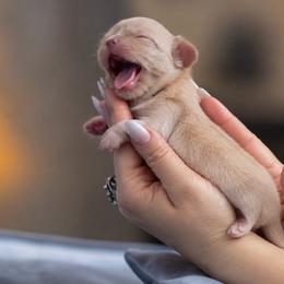 Esmeralda - Cream female Chihuahua puppy in Deerfield, Florida from Happy Petit Paws
