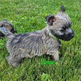 Lime boy - Wheaten male Cairn Terrier puppy in Lore City, Ohio from Loves Kennel