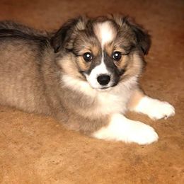 Pembroke Welsh Corgi Puppies from Diamond G Corgis