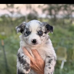 Elvie Mae - Blue merle female Miniature American Shepherd puppy in Bayard, Nebraska from Puppies by Alies