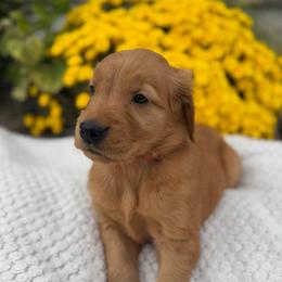 Red boy - Dark golden male Golden Retriever puppy in Salt Lake City, Utah from Deseret Peak Goldens