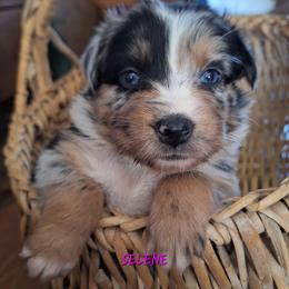 SELENE-bmf3 - Blue merle female Australian Shepherd puppy in Salem, Arkansas from Patchwork Kennels