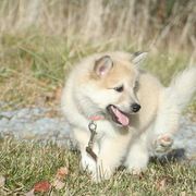 Icelandic Sheepdog Puppies from Valhalla Icelandic Sheepdogs